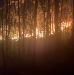 Imagens mostram frente de incêndio que ameaçou casas em Santo Tirso durante a noite