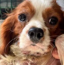 Associação acusa câmara de Amarante após resgate de 300 cães: 'Tinha conhecimento há anos e não fez nada'