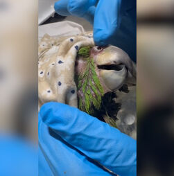 Morreu Panchita, o papagaio resgatado dos escombros depois de sete dias soterrado após os sismos na Venezuela