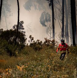 PJ detêm mulher suspeita de atear fogo em Miranda do Corvo