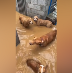 Dono de abrigo de animais enfrenta cheias para salvar cães e gatos da subida das águas