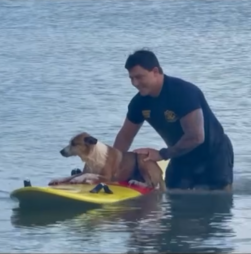 Cão é resgatado por bombeiro depois de nadar para longe da costa nos EUA