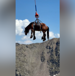 Cavalo cruza os céus de Andorra de helicóptero para receber tratamento