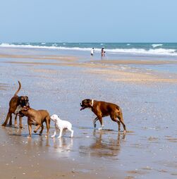 Os seus cães gostam de ir à praia? Conheça 8 praias portuguesas que são pet-friendly