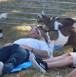 Príncipe Harry experimenta 'yoga com cabras'