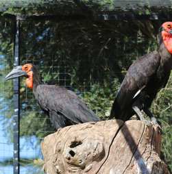 Um nascimento histórico no Algarve. Zoo de Lagos celebra primeira cria de calau-terrestre em Portugal