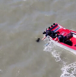Cão desaparecido há semanas é encontrado a nadar na baía de São Francisco