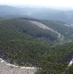Floresta portuguesa arrisca perder verbas europeias devido a atrasos