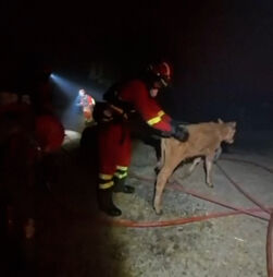 Bombeiros resgatam animais de quinta ameaçada pelos incêndios em Espanha