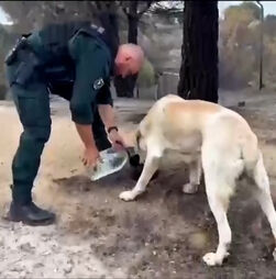 Bombeiros resgatam e dão água a animais afetados pelos incêndios em Espanha