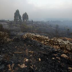 Fogo em Soure, no distrito de Coimbra, combatido por 9 meios aéreos