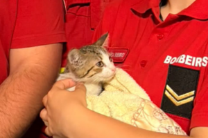 Bombeiros salvam gato bebé em Valadares