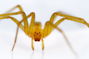 Aranha-reclusa chilena (Loxosceles laeta)