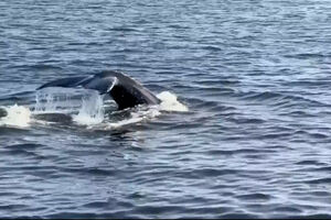 Baleias-jubarte regressam à Baía de Guanabara no Brasil após anos de ausência