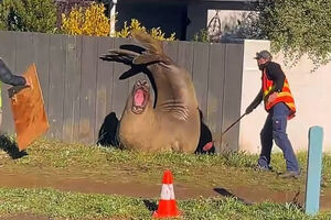 Neil, o elefante-marinho viral, volta a passear pelas ruas da Tasmânia