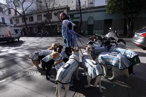 “La Perroneta”: estes cães vestem-se a rigor para apoiar a seleção Argentina no Mundial