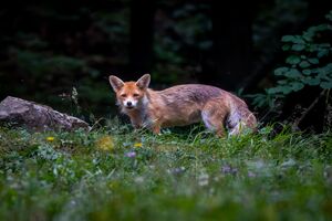 Comércio de animais selvagens está a aumentar o risco de novas doenças, alertam especialistas