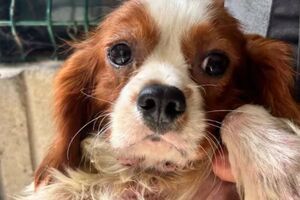 Animais estão a receber tratamento veterinário