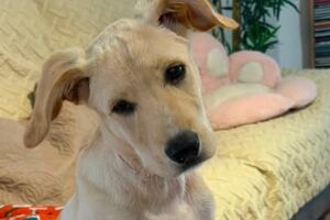 Dobby está agora a cargo da Associação dos Animais de Lisboa
