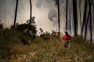 As chamas consumiram 1,2 hectares de área florestal