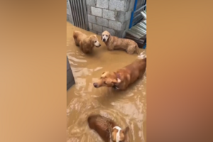 Dono de abrigo de animais enfrenta cheias para salvar cães e gatos da subida das águas