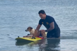 Cão é resgatado por bombeiro depois de nadar para longe da costa nos EUA