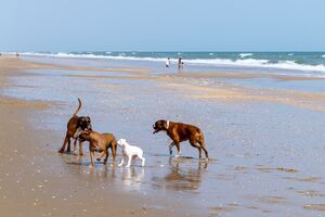 Os seus cães gostam de ir à praia? Conheça 8 praias portuguesas que são pet-friendly