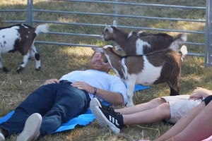 Príncipe Harry experimenta "yoga com cabras"