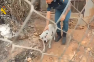 O momento em que cão é resgatado após casa ser totalmente consumida pelas chamas em Espanha