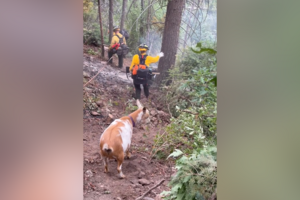 Goldie, a improvável ajudante de quatro patas que se juntou aos bombeiros no combate a um incêndio nos EUA