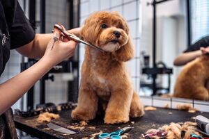 Afinal, cortar o pelo ajuda os cães a suportar o calor? Conheça 2 mitos e 3 verdades sobre a tosquia no verão