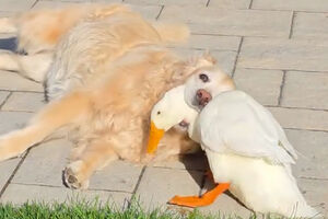 Pequeno pato cria amizade improvável com cão que sofre de epilepsia