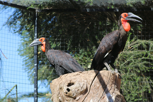 Um nascimento histórico no Algarve. Zoo de Lagos celebra primeira cria de calau-terrestre do País