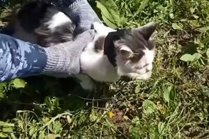 Gato usado para transportar droga apanhado junto a prisão na Rússia