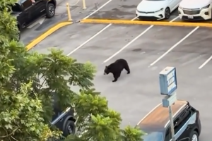 O momento em que urso persegue várias pessoas em parque de estacionamento do Tennessee