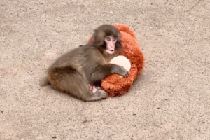 Punch, o macaco bebé que conquistou o mundo, celebra o primeiro aniversário
