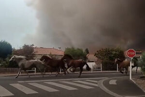 Imagens mostram cavalos em fuga perante incêndios florestais em França