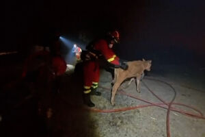 Bombeiros resgatam animais de quinta ameaçada pelos incêndios em Espanha