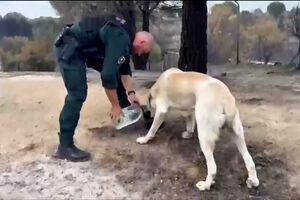Bombeiros resgatam e dão água a animais afetados pelos incêndios em Espanha