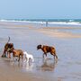 Os seus cães gostam de ir à praia? Conheça 8 praias portuguesas que são pet-friendly