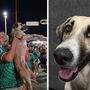 Às vezes a internet faz milagres. Cadela desaparecida reaparece nos festejos do Mundial e tutora reconhece-a em vídeo