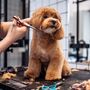 Afinal, cortar o pelo ajuda os cães a suportar o calor? Conheça 2 mitos e 3 verdades sobre a tosquia no verão