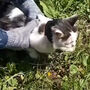 Gato usado para transportar droga apanhado junto a prisão na Rússia