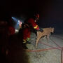 Bombeiros resgatam animais de quinta ameaçada pelos incêndios em Espanha