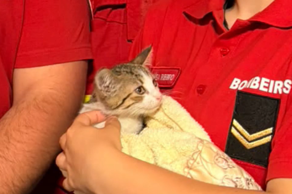 Bombeiros salvam gato bebé em Valadares