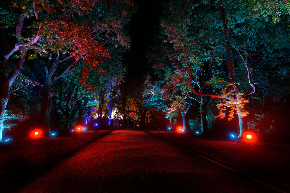 O parque de Serralves iluminaddo
