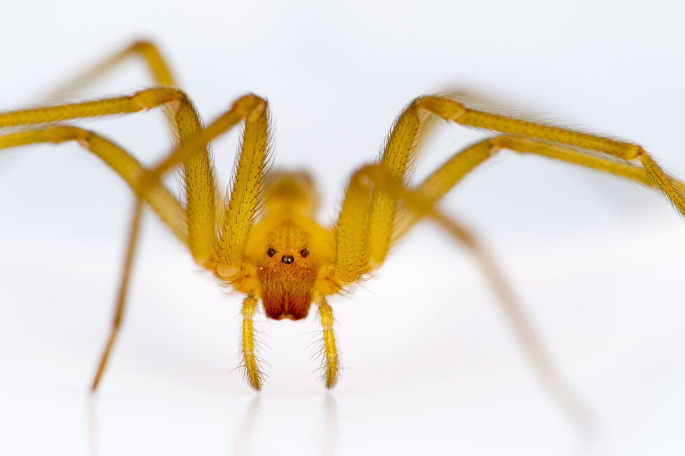 Aranha-reclusa chilena (Loxosceles laeta)