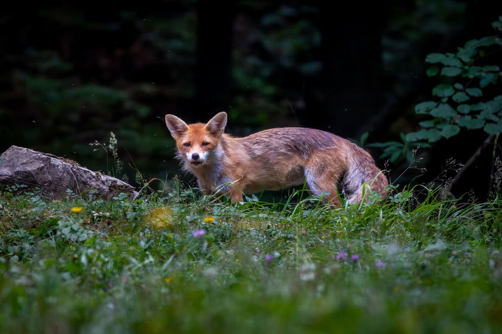 Comércio de animais selvagens está a aumentar o risco de novas doenças, alertam especialistas