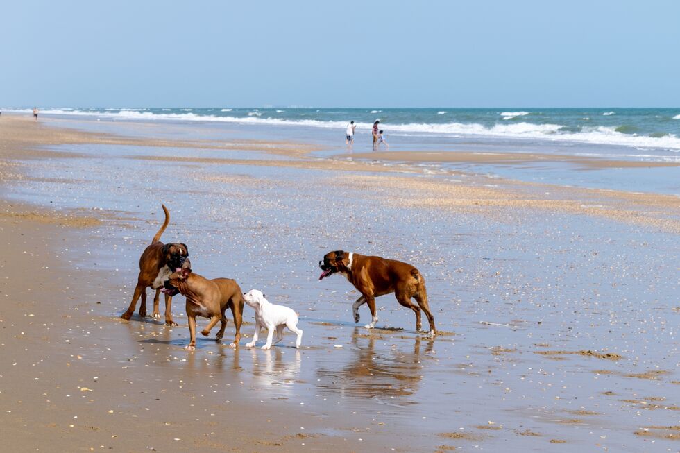 Os seus cães gostam de ir à praia? Conheça 8 praias portuguesas que são pet-friendly