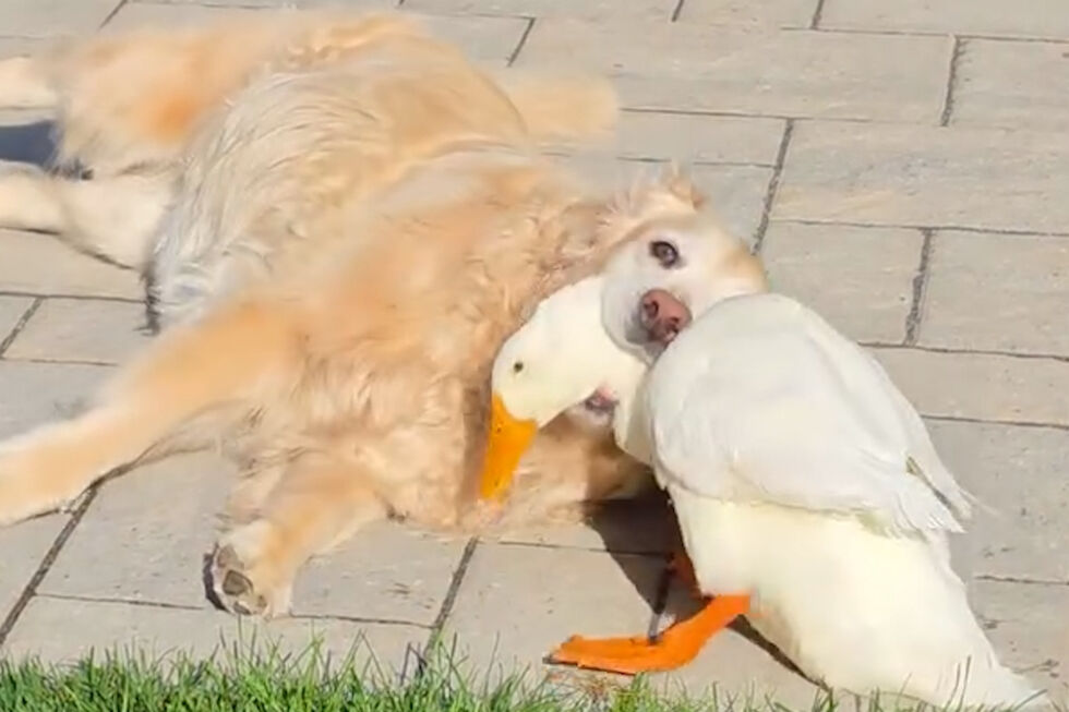 Pequeno pato cria amizade improvável com cão que sofre de epilepsia